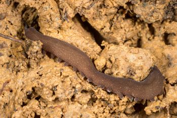 Media type: image;   Invertebrate Zoology 143930